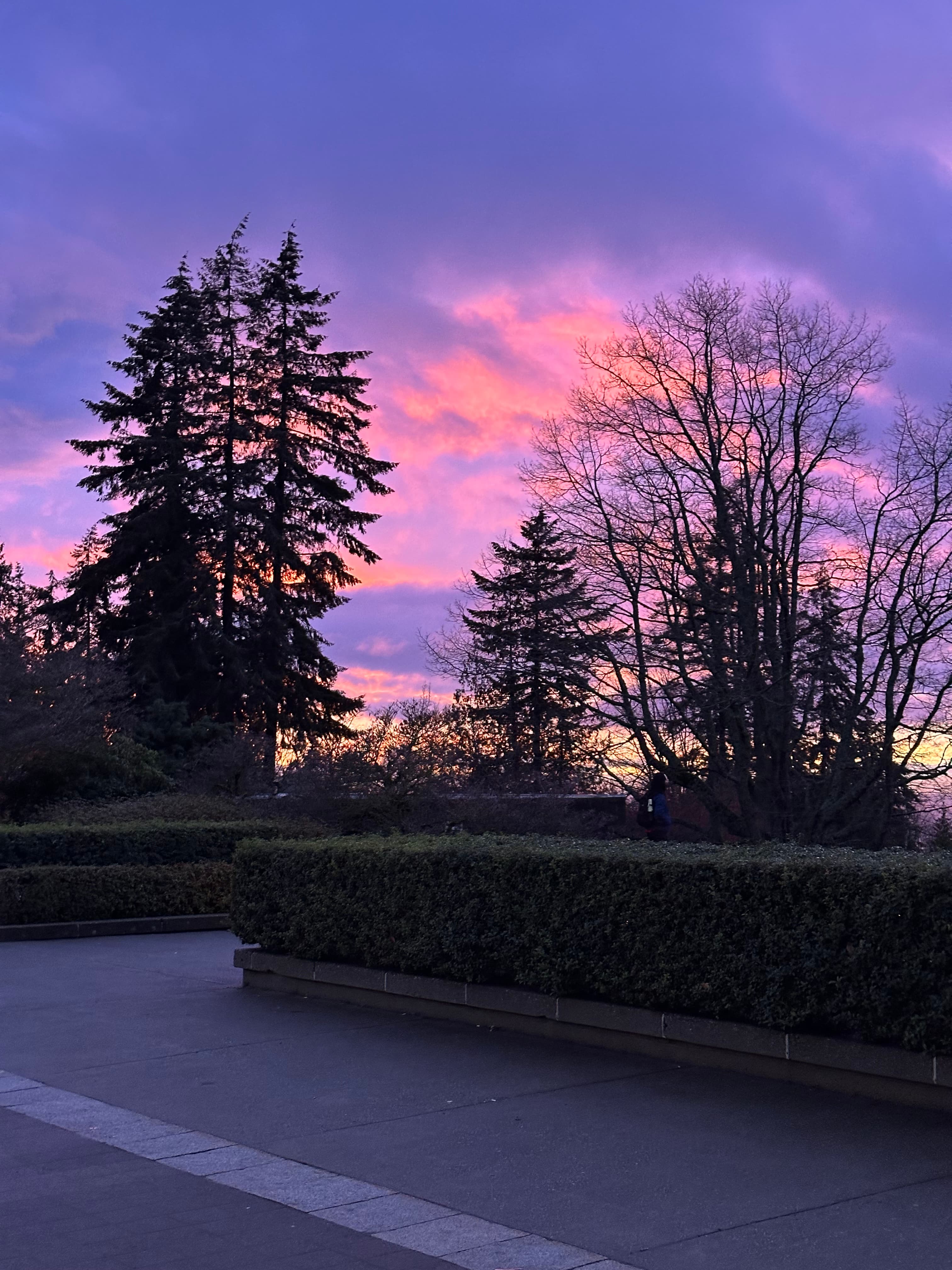 Vancouver purple dawn